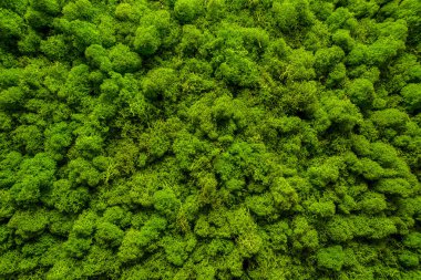 Close-up surface of the wall covered with green moss. Modern eco friendly decor made of colored stabilized moss. Natural background for design and text. Looks like a forest from a bird's eye view clipart