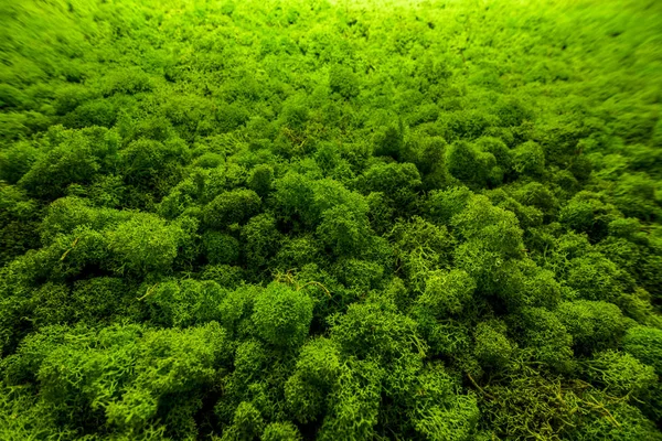 緑の苔で覆われた壁のクローズアップ面 色付きの安定した苔で作られたモダンな環境に優しい装飾 デザインとテキストの自然な背景 鳥の目の見た目から見た森のように見える — ストック写真