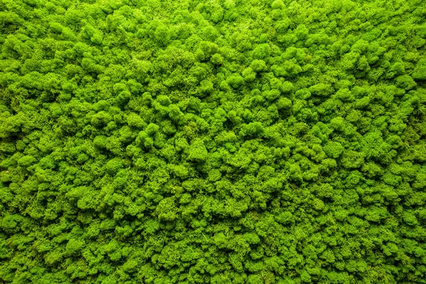 Nahaufnahme Der Mit Grünem Moos Bedeckten Wand Modernes Umweltfreundliches Dekor — Stockfoto