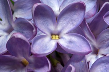 Aşırı makro parlak mor leylak çiçekler vurdu. Soyut romantik çiçek arka plan