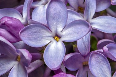 Aşırı makro parlak mor leylak çiçekler vurdu. Soyut romantik çiçek arka plan