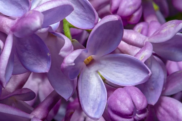 Extreme Macro Shot Bright Violet Lilac Flowers Abstract Romantic Floral — Stock Photo, Image