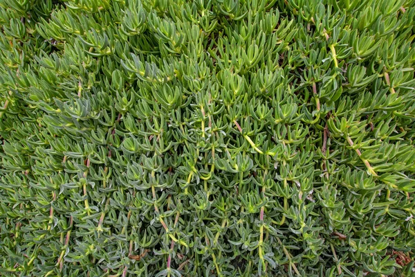 Macro Shot Das Ervas Lampranthus Fundo Natural Com Folhas Verdes — Fotografia de Stock