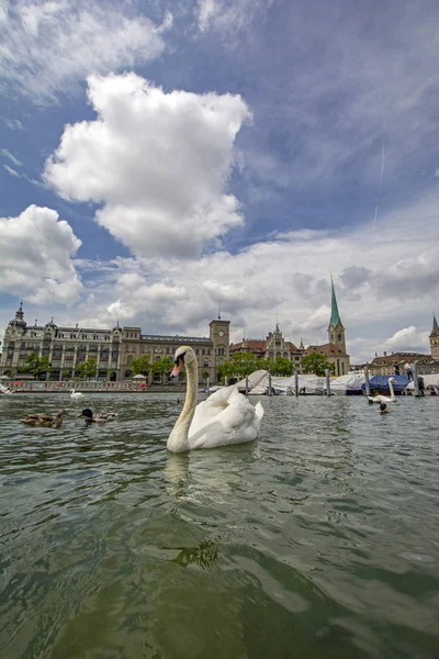 Cisne Blanco Río Limmat Bajo Hermoso Cielo Nublado Con Edificios —  Fotos de Stock