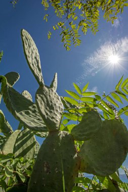 Parlayan güneş ve ağaç dalları ile mavi gökyüzüne karşı Opuntia robusta kaktüs parlak yeşil çalılıkdüşük açı görünümü. Corfu, Yunanistan