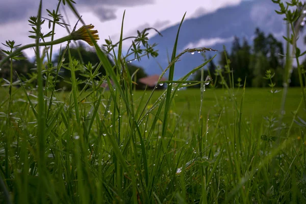 スイスのプラインベルクの曇り空の下でぼやけた背景に 前景と木製の伝統的な家屋や山々に雨滴で覆われた新鮮な草を持つスイスアルプスの緑の草原 — ストック写真