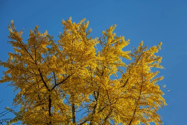 Leuchtend Orange Gelbe Blätter Von Ästen Herbst Vor Blauem Himmel — Stockfoto