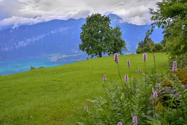 ドラマチックな曇り空の下 ベアテンベルク スイスからトゥーン湖とスイスアルプスのカラフルな景色 前景に美しいピンクの花 — ストック写真