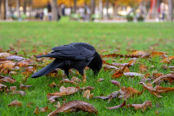 Siyah Kuzgun Corvus Corone Şehir Parkında Sonbahar Yapraklı Yeşil Çimlerde — Stok fotoğraf