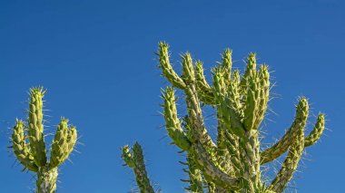 Berrak mavi gökyüzü arka plan karşı keskin uzun dikenler ile büyük kaktüs yeşil dalları