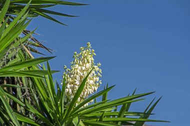 Açık mavi gökyüzü arka plan karşı beyaz çiçeklerile yakın çekim yeşil palmiye ağacı yaprakları