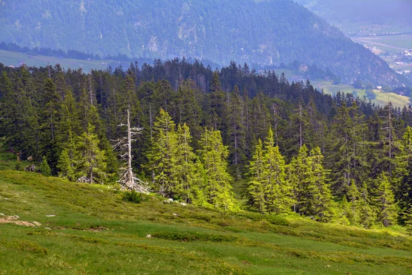 Прекрасний Вид Швейцарські Альпи Сушеними Ялинкою Зеленому Хвойному Лісі Горах — стокове фото