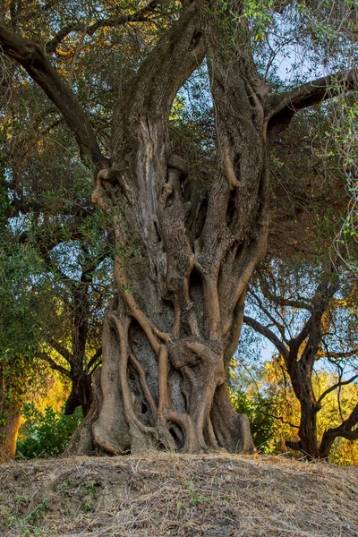 Mediterranean Olive Field Olive Tree Orchard Olive Harvest — Stock Photo, Image