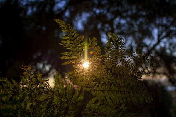 Nature background with fern leaves at sunset in dark forest with Sun rays coming through the leaves of the fern forest