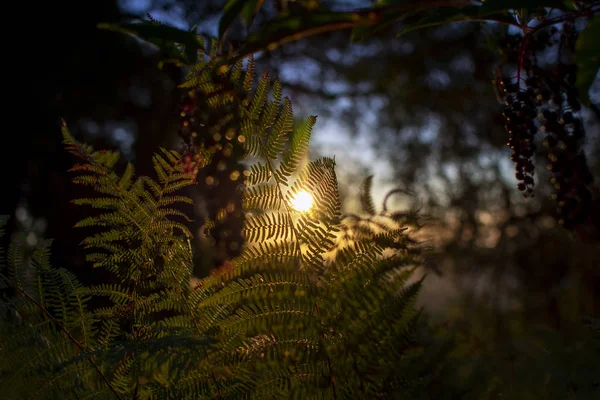 Sfondo Naturale Con Foglie Felce Uva Selvatica Tramonto Nella Foresta — Foto Stock