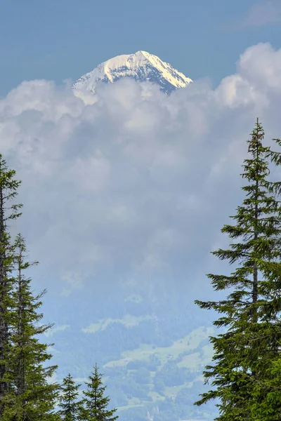 The top of Moench mountain covered with snow is seen through the clouds and conifer green trees in Swiss Alps, Beatenberg, Switzerland