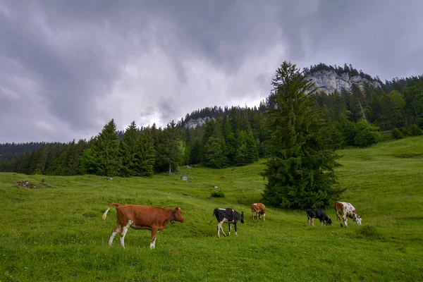 Les Vaches Paissent Dans Les Prairies Verdoyantes Des Alpes Suisses — Photo