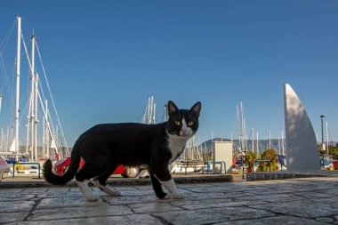 Beyaz sevimli kedi ile Siyah Korfu adasında limanda mavi gökyüzüne karşı demirli lüks yelken yatlar ile poz, Yunanistan. Düşük açı görünümü