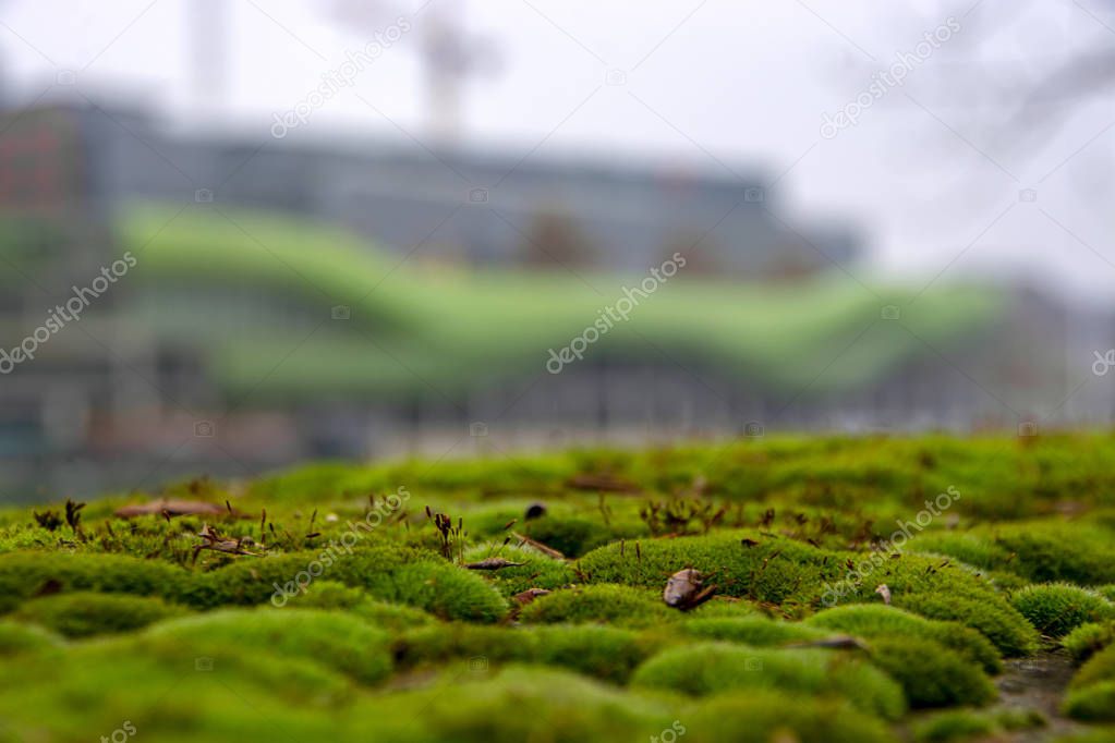 Fresh moss with green abstract facade of building on blurred background. Paris, France