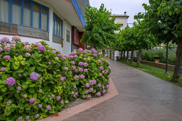 Scena Colorata Con Bellissimi Fiori Sulla Strada Del Centro Storico — Foto Stock