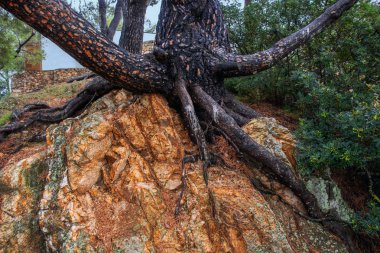 Kaya üzerinde eski kozalaklı ağaç ıslak kökleri geniş açı yakın çekim görünümü. Perspektif renkli sahne ile iç içe ağaç kökleri