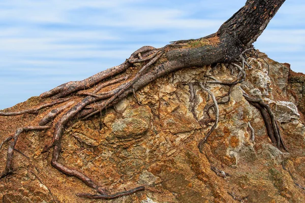 Árbol Coníferas Con Raíces Sobresalientes Contra Cielo Una Roca Grandes —  Fotos de Stock