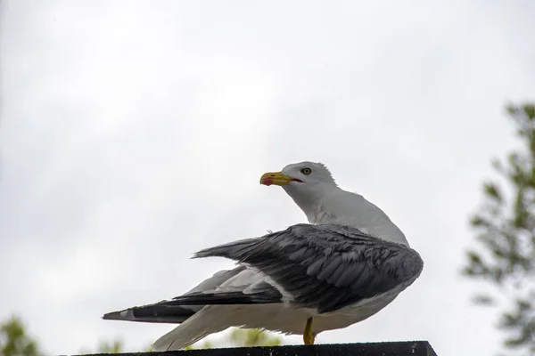 Retrato Close Gaivota Branca Larus Argentatus Gaivota Arenque Europeia Fundo — Fotografia de Stock