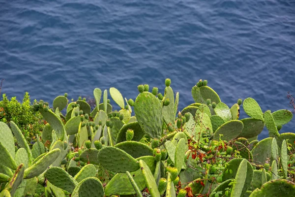 青い海と崖の上にOpuntia Rostaサボテンの明るい緑の厚さを背景にぼやけた — ストック写真