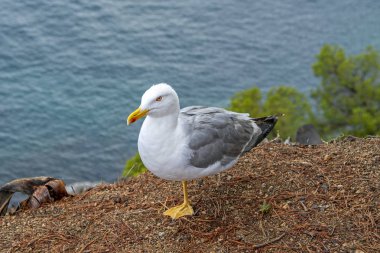 Beyaz Martı (Larus Argentatus) ya da Avrupa ringa martıları, Tossa de Mar, Katalonya, İspanya 'da arka planda güzel bir denizle uçurumun kenarında dururlar.