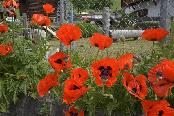 Közelkép Piros Pipacsok Virág Virágzik Fém Kerítés Közelében Kunyhó Elmosódott — Stock Fotó