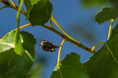 Mavi gökyüzü arka planındaki yaprakların arasında örümcek ağında yeşil şişman örümcek mermeri örer. Bulanık arkaplan ile makro çekim, seçici odaklanma, metin için kopyalama alanı