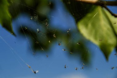 Örümceğin ağına yakalanmış sivrisinekler mavi gökyüzü ve yeşil yapraklarla bulanık arka plana karşı. Bulanık arkaplan ile makro çekim, seçici odaklanma, metin için kopyalama alanı