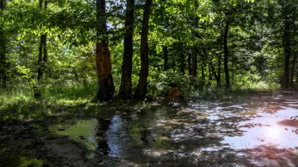 Un ruisseau murmuré coulant dans une forêt verte. Beau fond avec des arbres et du soleil reflétés dans l'eau. Paysage paisible avec des oiseaux chantant, tweetant magnifiquement. Concept de beauté et de calme de la nature 