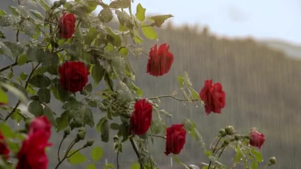 Hermosas Rosas Rojas Bajo Fuerte Tormenta Sobre Fondo Borroso Gotas Metraje De Stock Sin Royalties Gratis