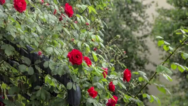 Schöne Rote Rosen Unter Dem Schweren Sturm Vor Verschwommenem Hintergrund — Stockvideo