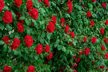 Yeşil yapraklı kırmızı gül çalılarının manzarası. Renkli karşıtlık doğal arkaplan