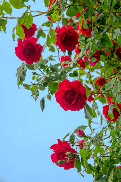 红色玫瑰花的低角度视图 花瓣上有水滴 背景模糊 红色的湿花瓣绽放 爱情和浪漫的象征 — 图库照片