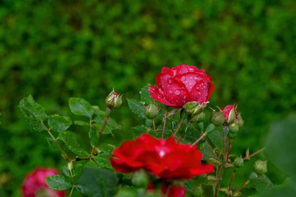 红色玫瑰花 花瓣上有水滴 在绿叶模糊的背景下特写 红色的湿花瓣绽放 爱情和浪漫的象征 — 图库照片