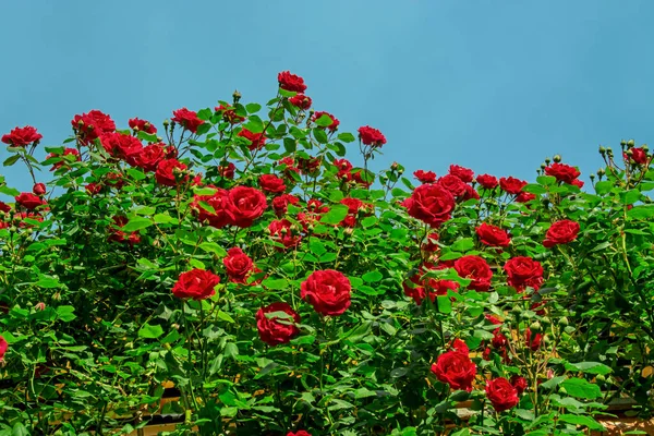 花园绿叶红玫瑰的低角度视图 在蓝天背景下从底部看 — 图库照片