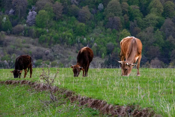 Kühe Weiden Auf Einer Grünen Wiese Mit Wunderschönen Bergen Hintergrund — Stockfoto