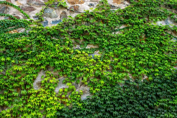 Climbing Plant Vine Plant Growing Antique Rock Wall Retro Style — Stock Photo, Image