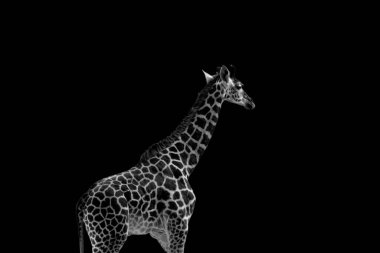 Zürafa (Zürafa) siyah arka planda izole edildi. Güzel, siyah beyaz bir hayvan.