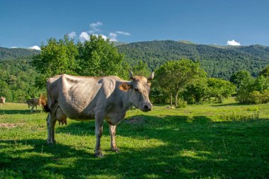 Yeşil alanda otlayan inekler ve Dilijan, Ermenistan 'da arka planda güzel dağlar