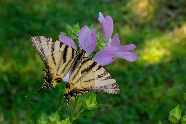 近くで何が起きているのでしょうか 薄緑色の草が背景にぼやけている野生の紫色の花に蝶 Iphiclides Podalirius — ストック写真