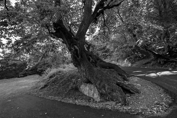 Huge Old Tree Covered Moss Massive Roots Rock Asphalt Road — Stock Photo, Image