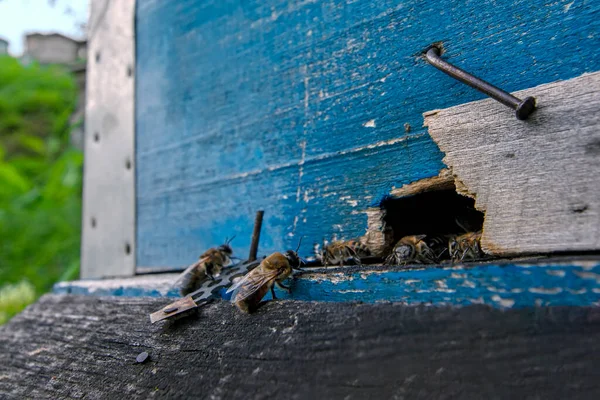 Kovan girişinin yakınındaki arılara yakın çekim. Tahta mavi arı kovanı ve arılar. Arı kovanının girişinde bir sürü arı var. Koyu kalas üzerinde çalışan arılar