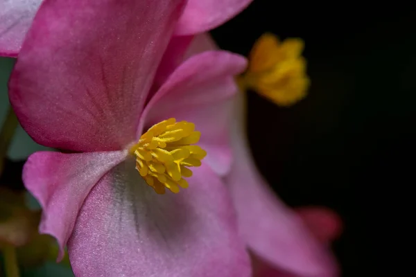 Detailní Záběr Růžových Jemných Květů Vzpřímeného Kalgáru Potentilla Žlutými Tyčinkami — Stock fotografie