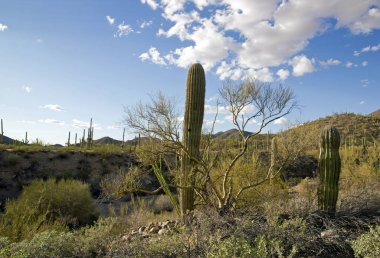 Saguaro Parkı, Tucson Arizona - ABD 
