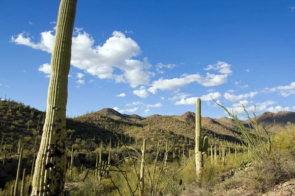 Tucson Arizona - ABD yakınındaki Park Saguaro