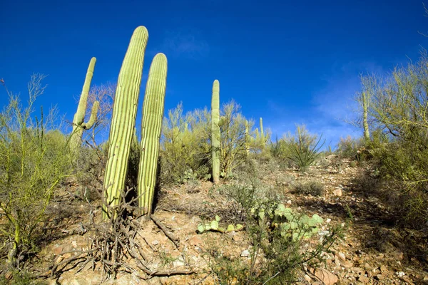 Park Saguaro Közelében Tucson Arizona Usa — Stock Fotó